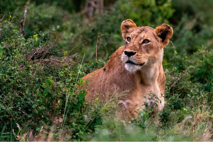 maasai mara best safaris trips